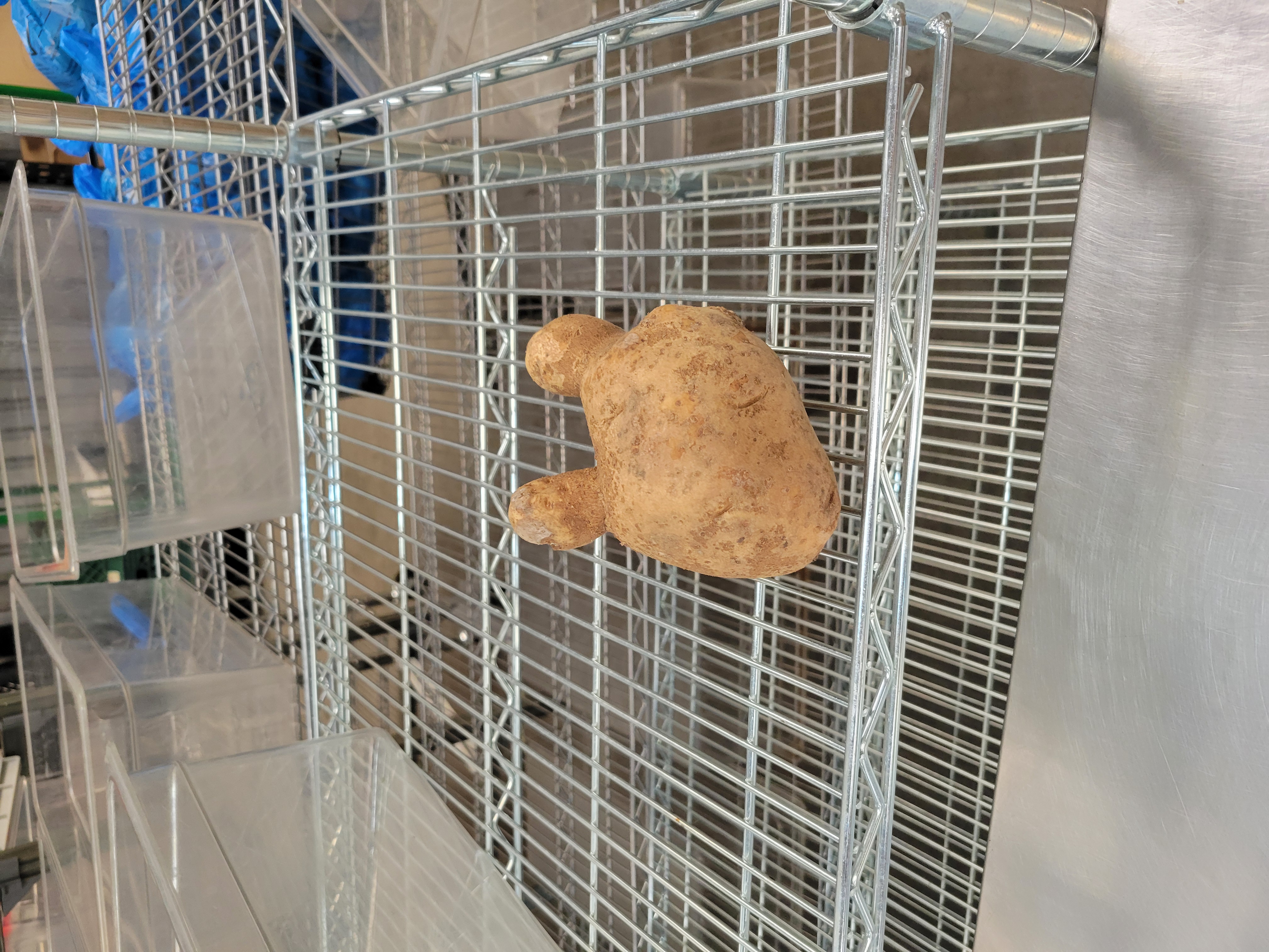Strange shaped potato on a shelf